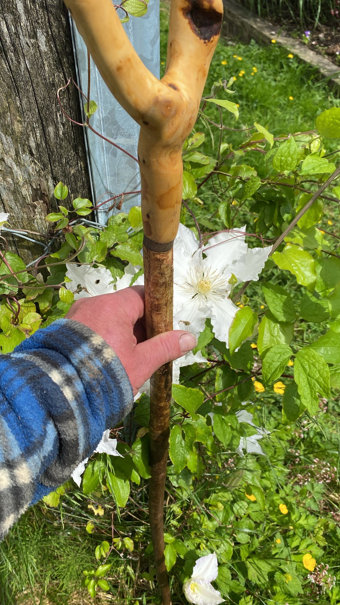 Premium Ash Wood Walking Stick | My Irish Walking Stick