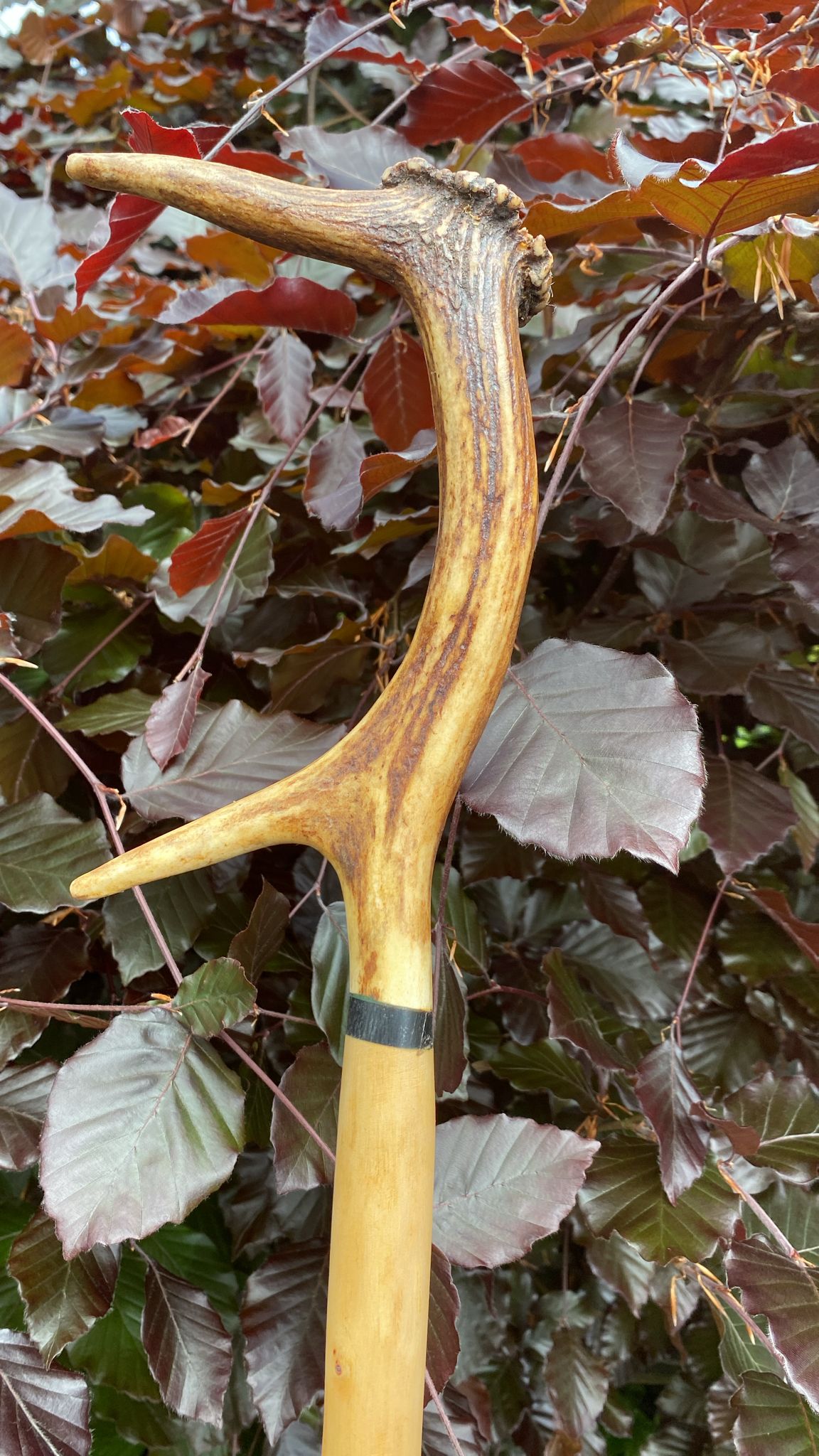 Luxury Holly Shaft Hiking Stick with Deer Antler Handle