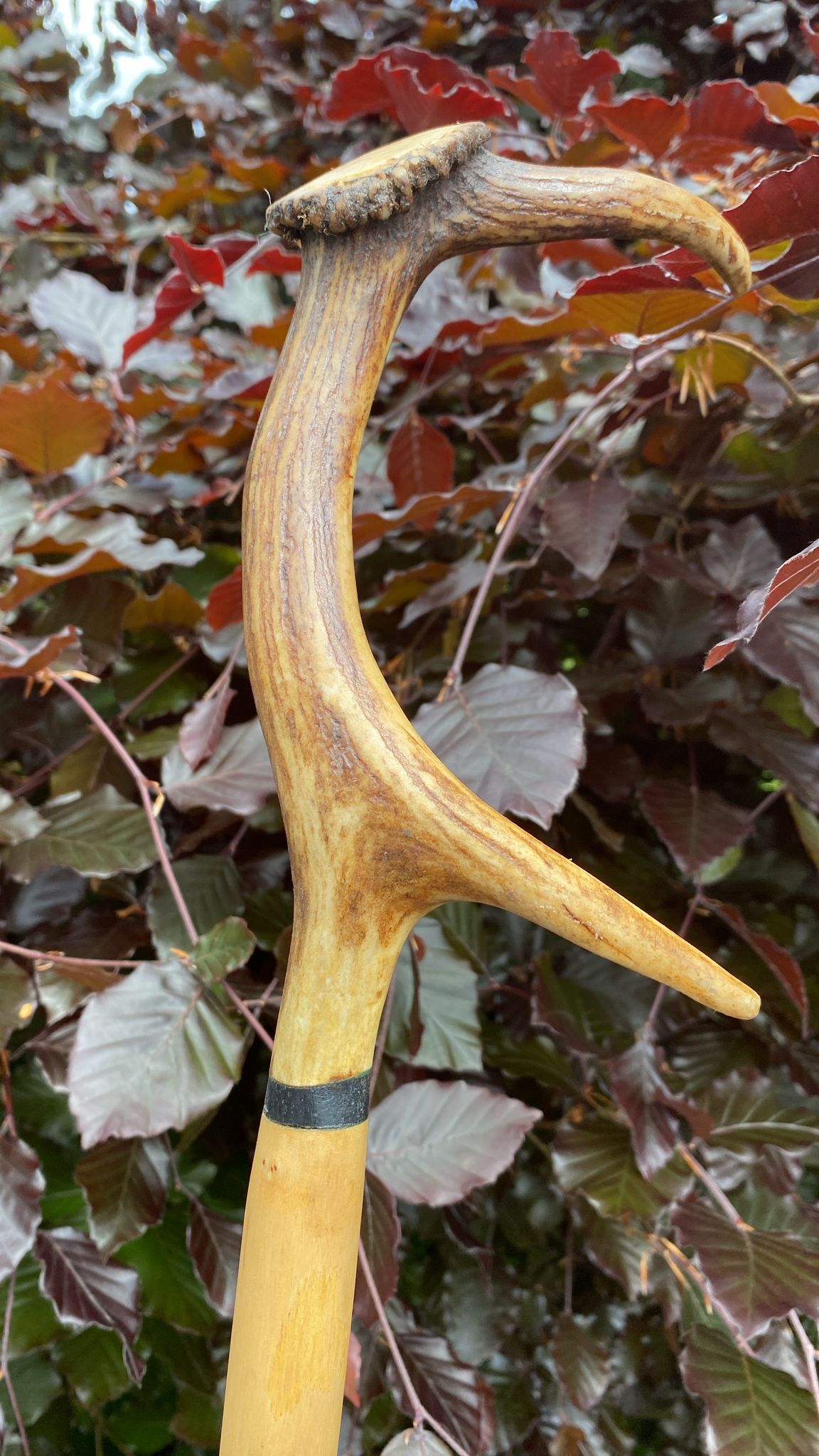 Luxury Holly Shaft Hiking Stick with Deer Antler Handle