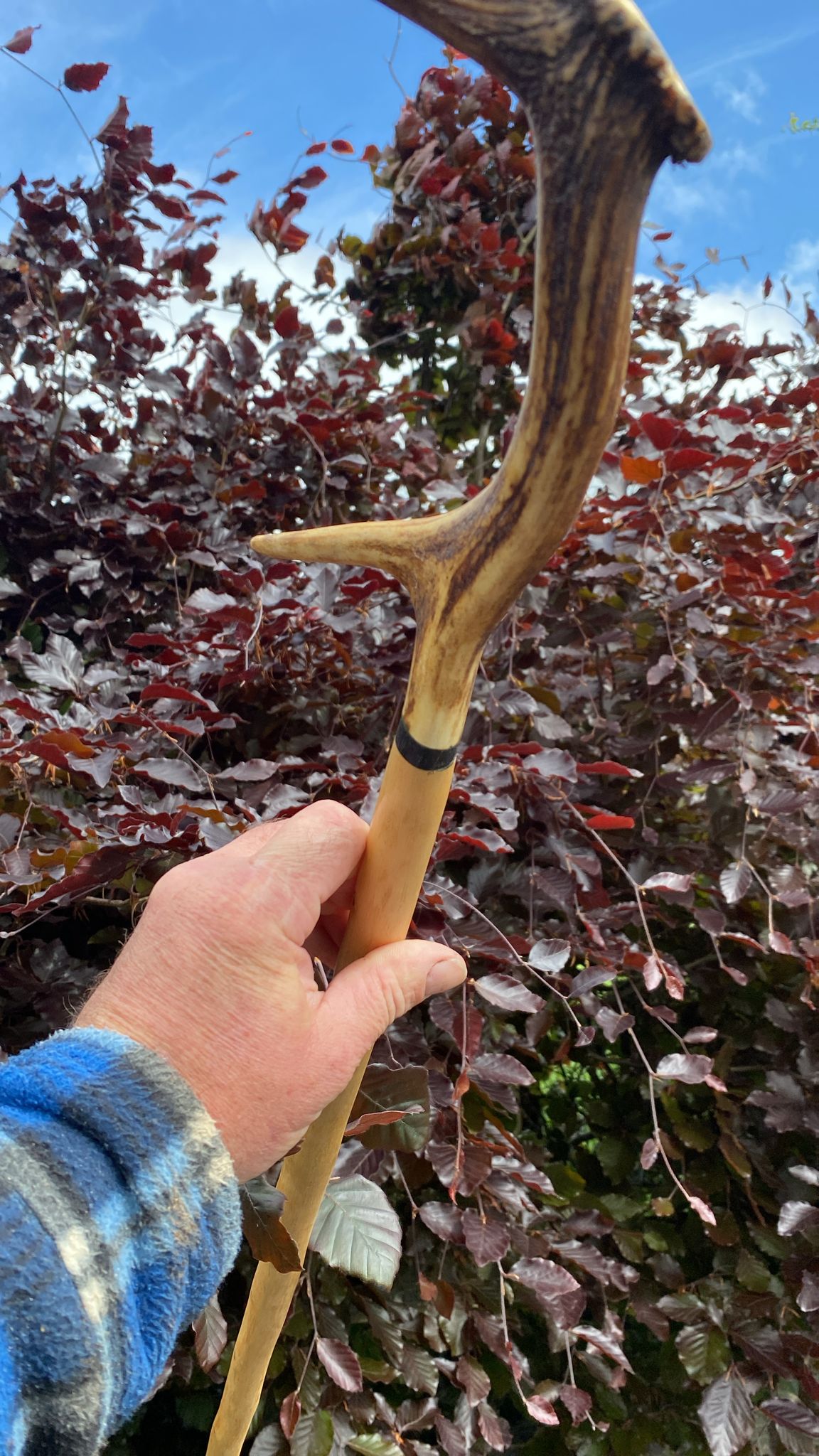 Luxury Holly Shaft Hiking Stick with Deer Antler Handle