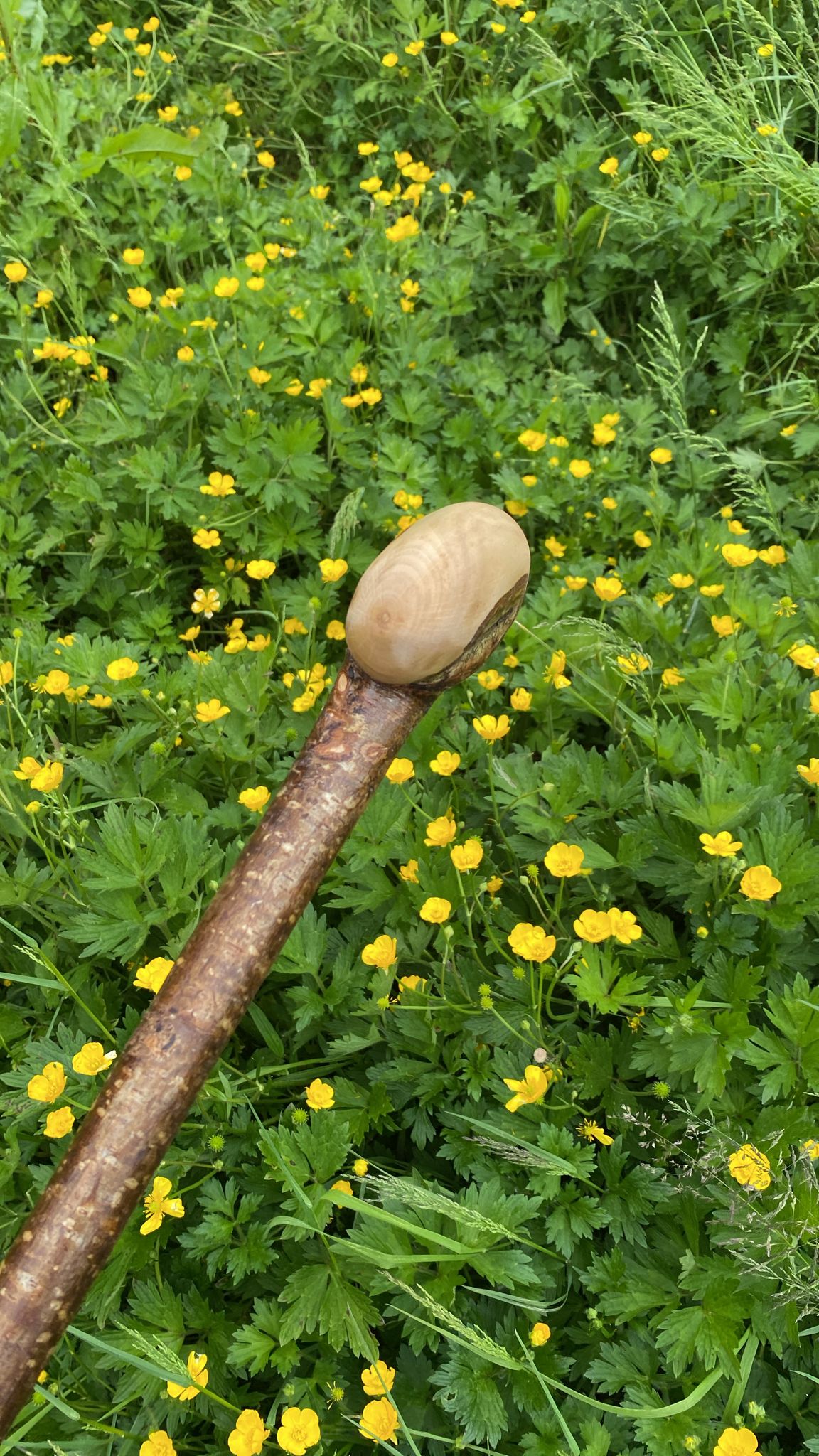 Hazel Wood Hiking and Walking Stick