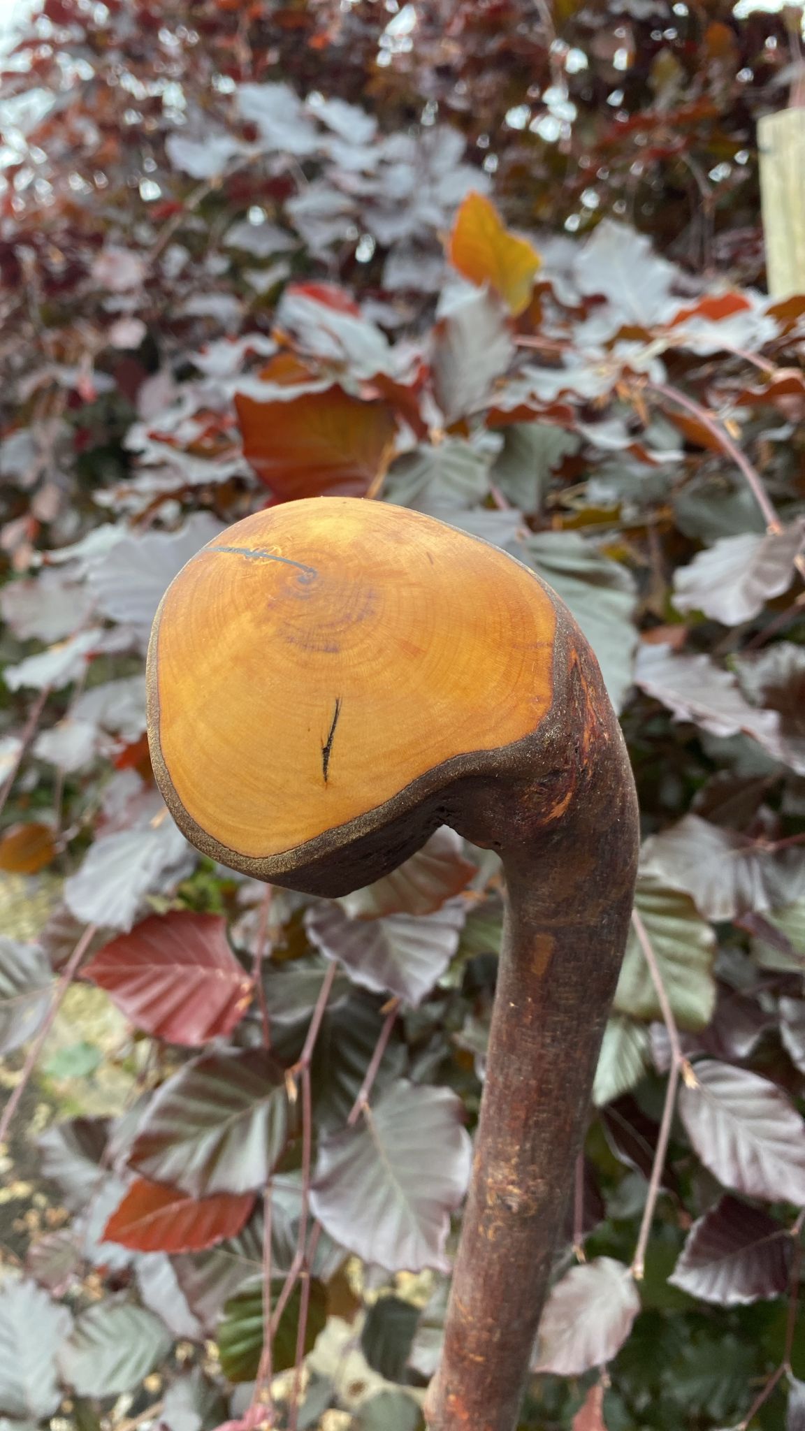 Blackthorn Walking Stick