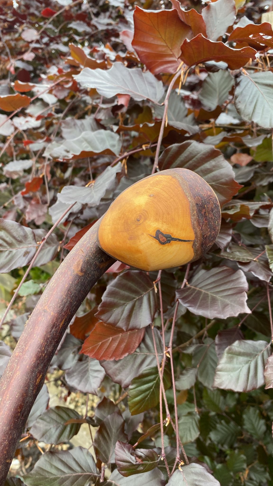 Blackthorn Walking Stick