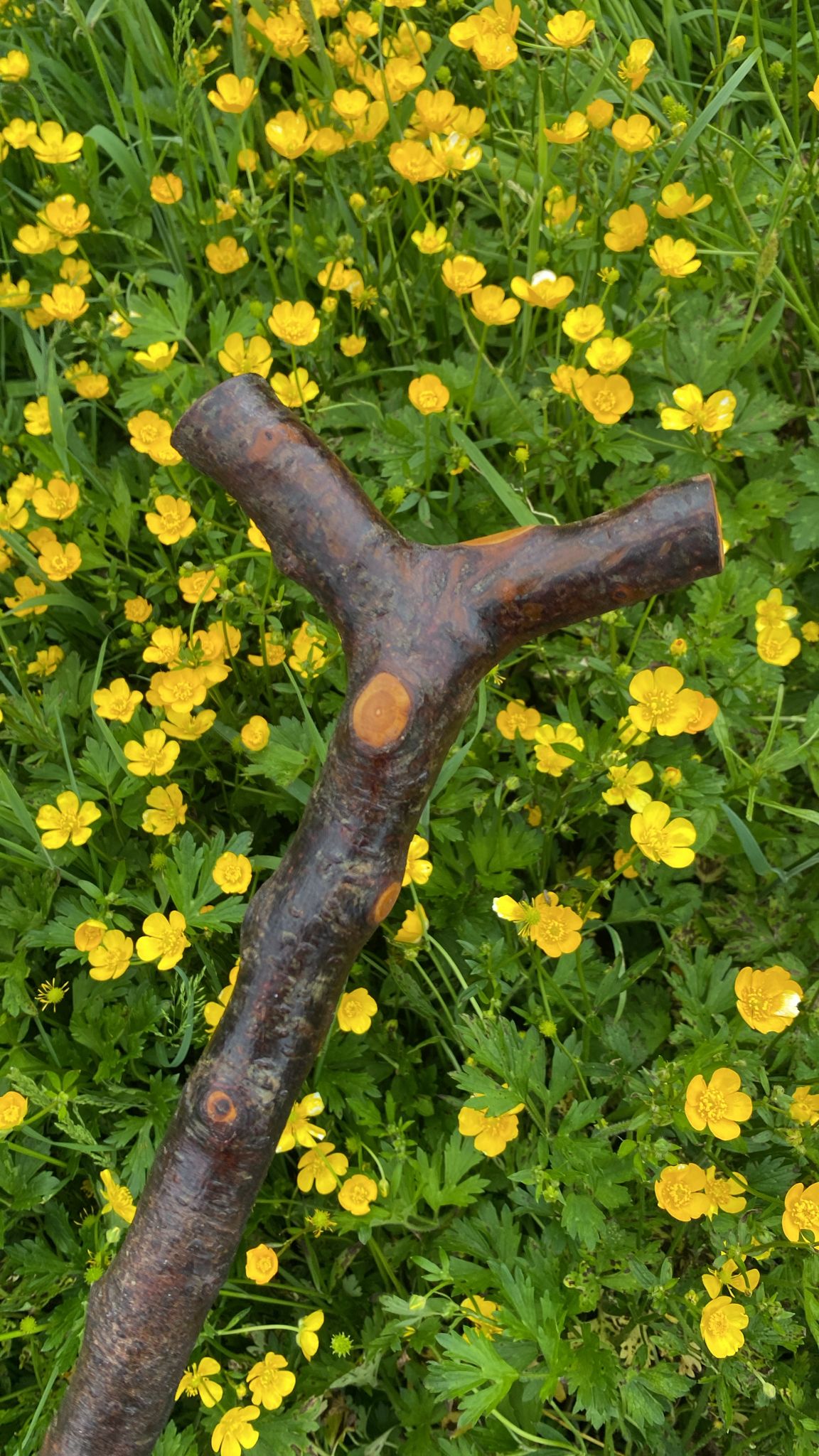 Blackthorn Hiking Stick