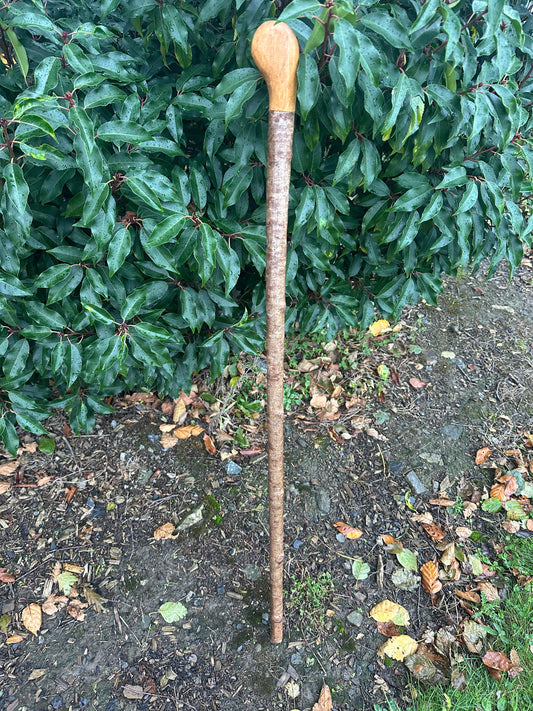 Hazel Walking Stick with Round Handle – 100 cm / 39.4 inches