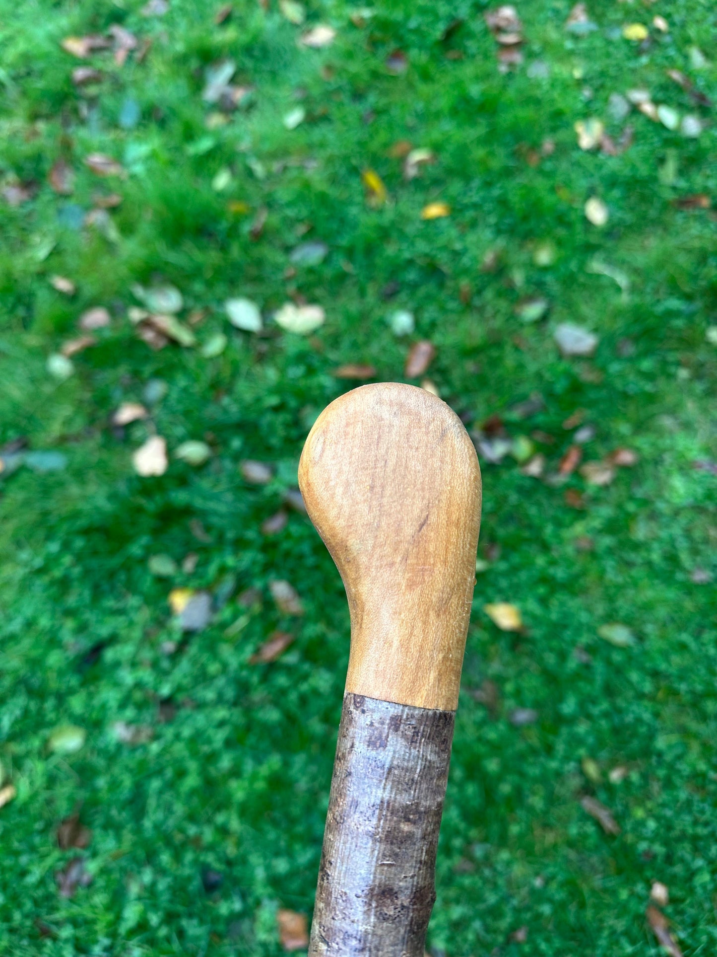 Hazel Walking Stick with Round Handle – 100 cm / 39.4 inches