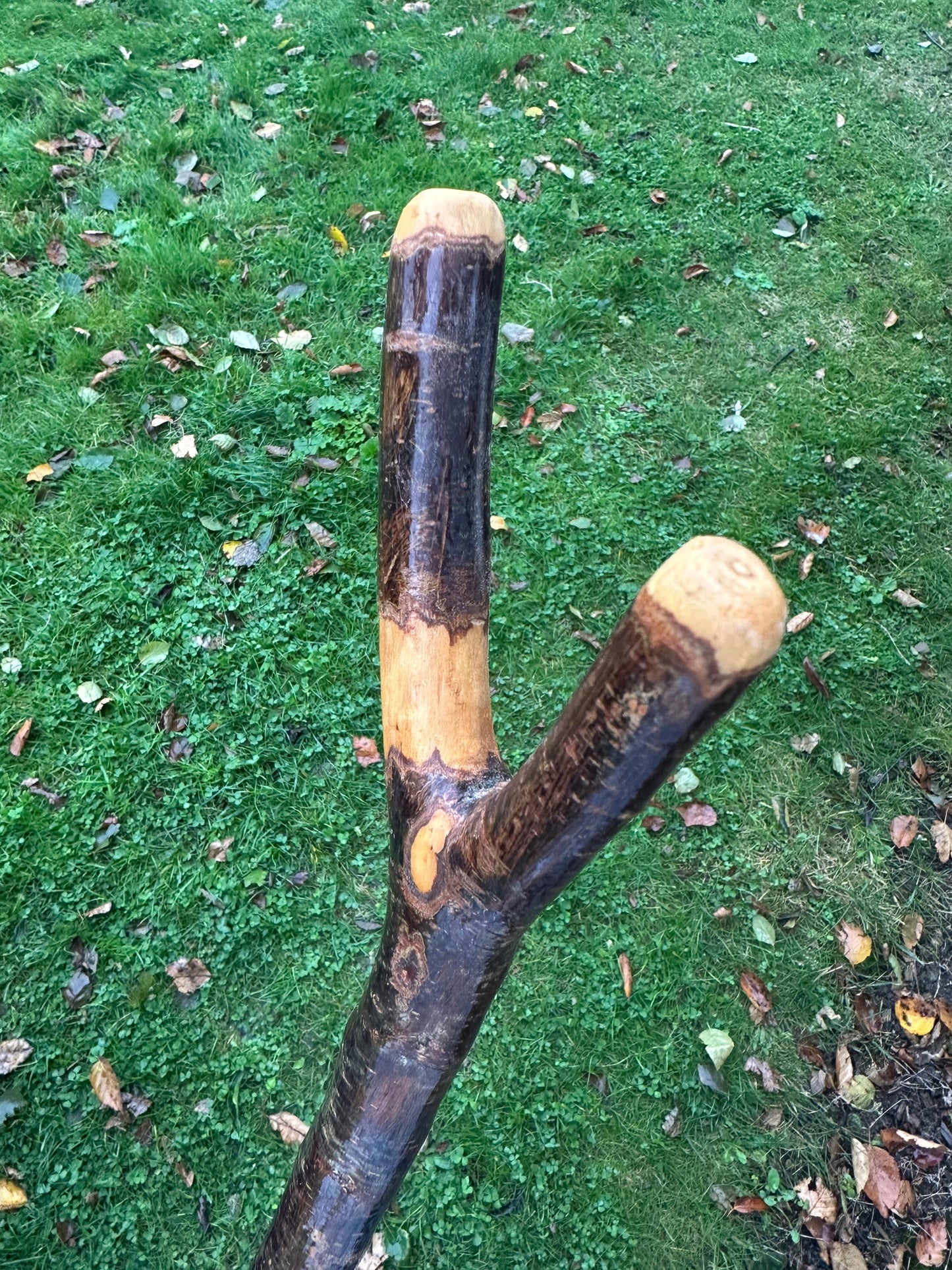 Blackthorn Thumb Hiking Stick – 141 cm / 55.5 inches