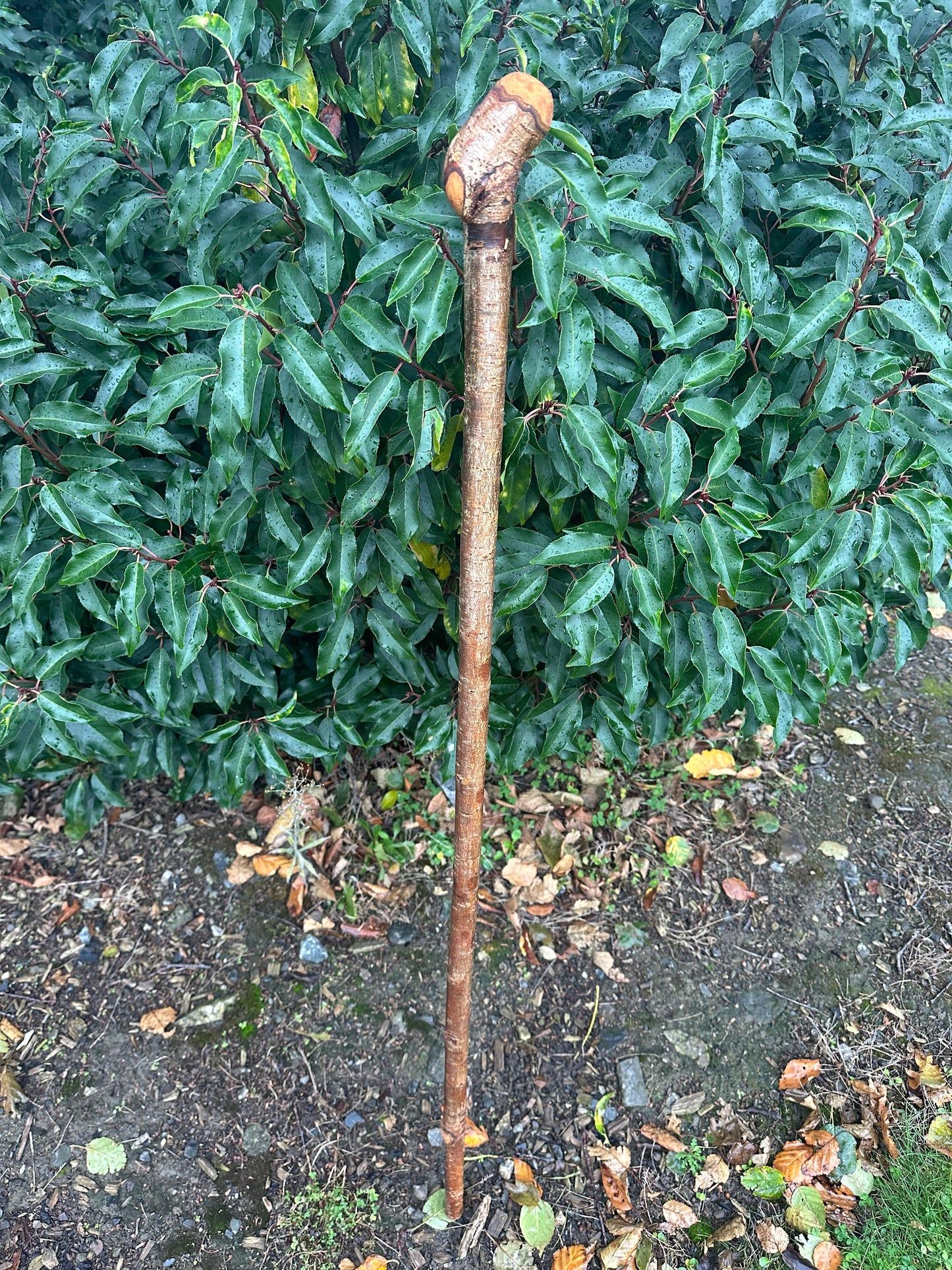 Hazel Walking Stick with Small Head – 114 cm  / 44.9 inches