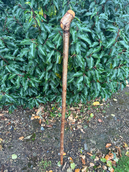 Hazel Walking Stick with Small Head – 114 cm  / 44.9 inches