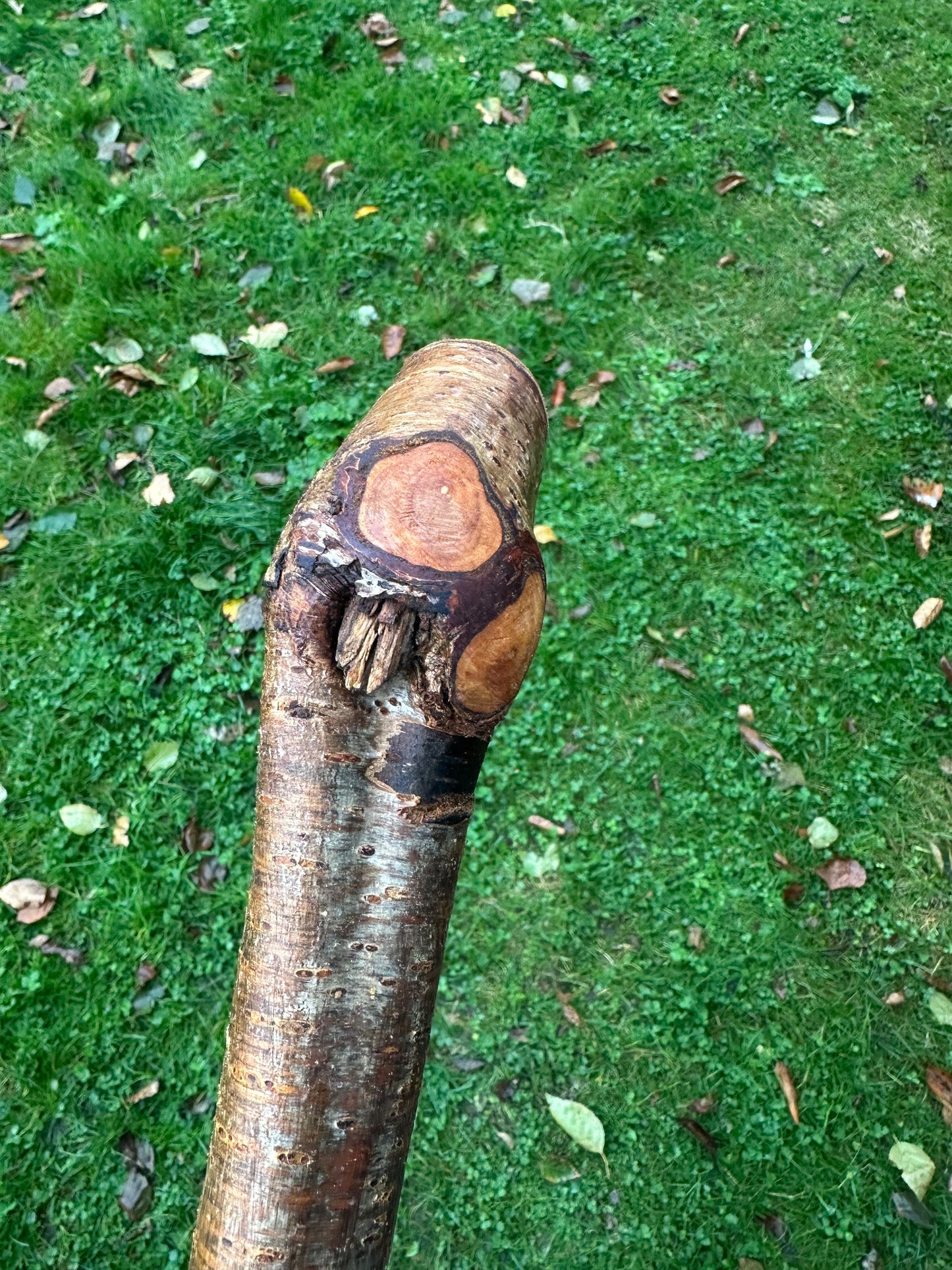 Hazel Walking Stick with Small Head – 114 cm  / 44.9 inches