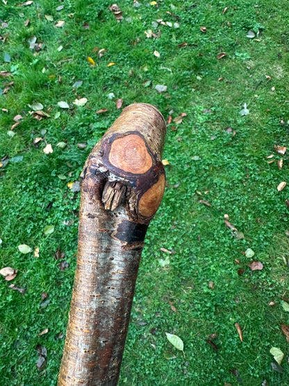 Hazel Walking Stick with Small Head – 114 cm  / 44.9 inches