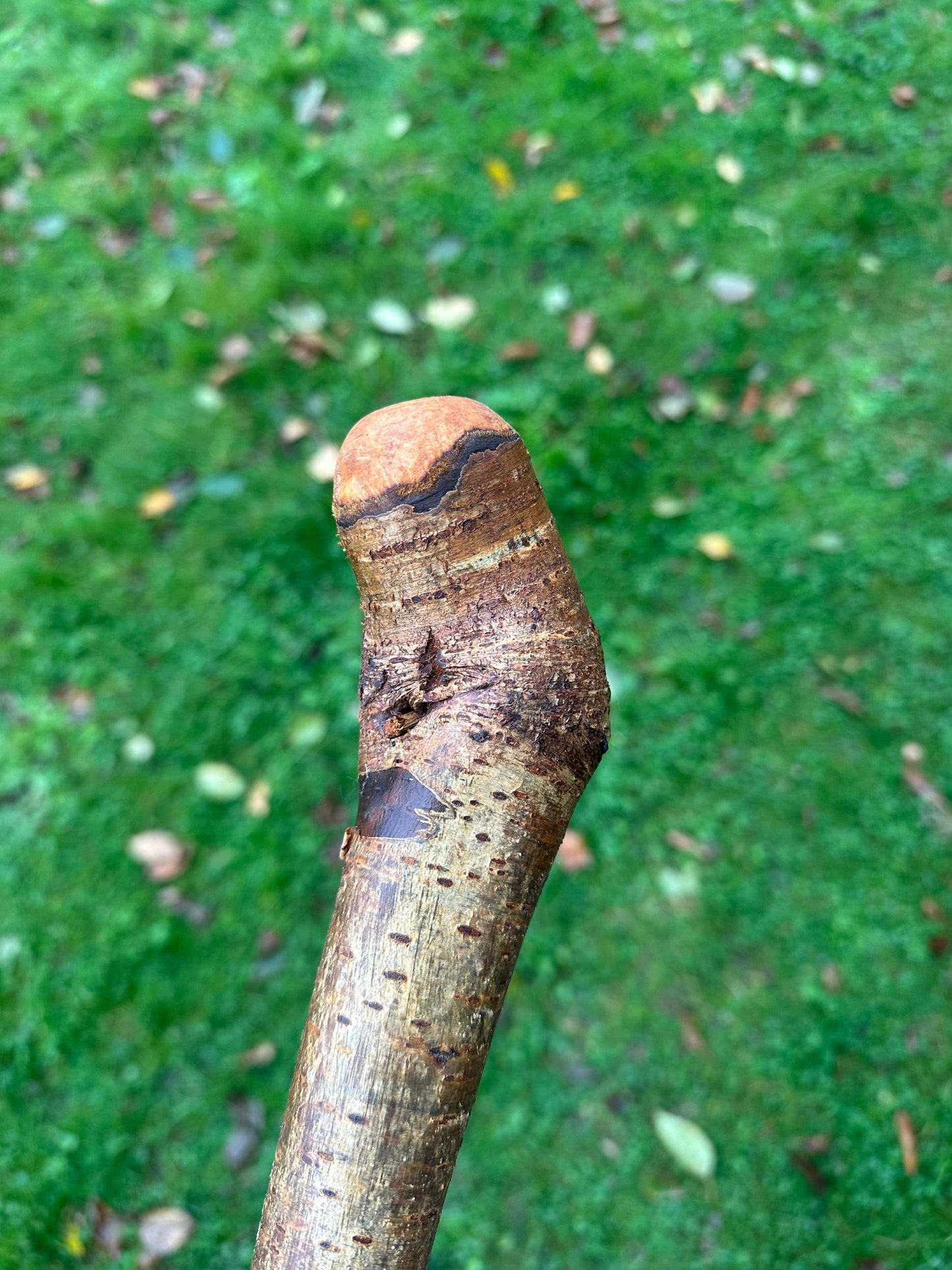 Hazel Walking Stick with Small Head – 114 cm  / 44.9 inches