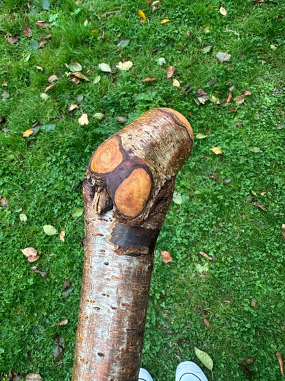 Hazel Walking Stick with Small Head – 114 cm  / 44.9 inches