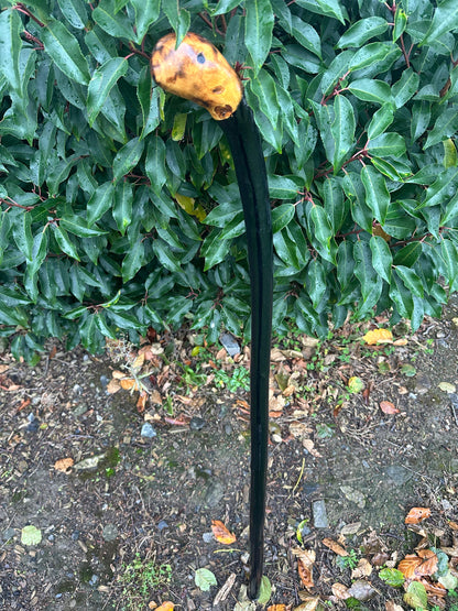 Black-Painted Whitethorn Walking Stick with Round Head – 99 cm / 39 inches