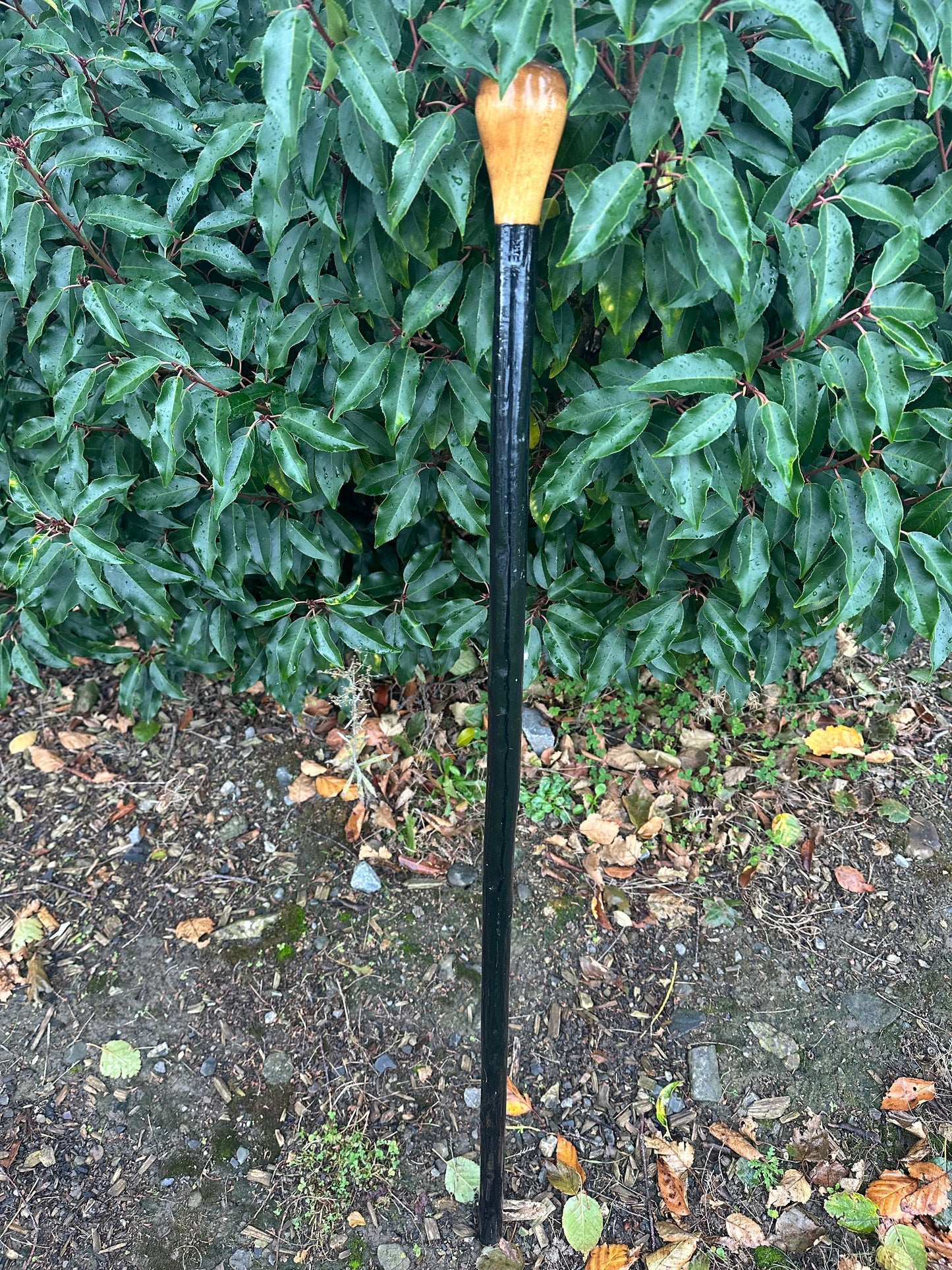 Black Hazel Walking Stick with Bulb Head – 99 cm  / 39 inches