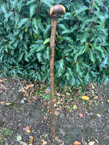 Blackstone Walking Stick with Round Handle – 97 cm / 38.2 inches