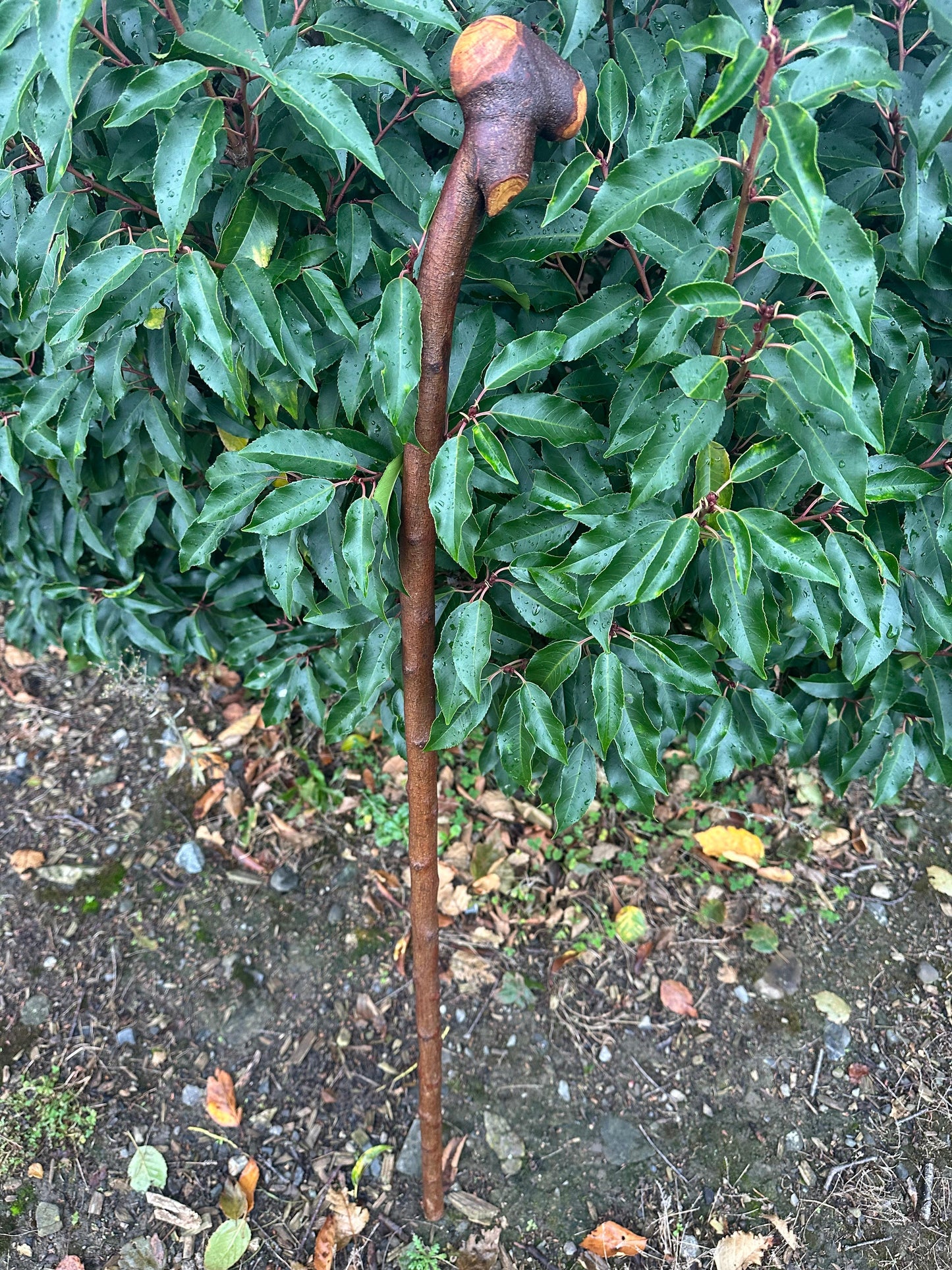 Blackthorn Walking Stick with Knob Handle – 103 cm / 40.6 inches