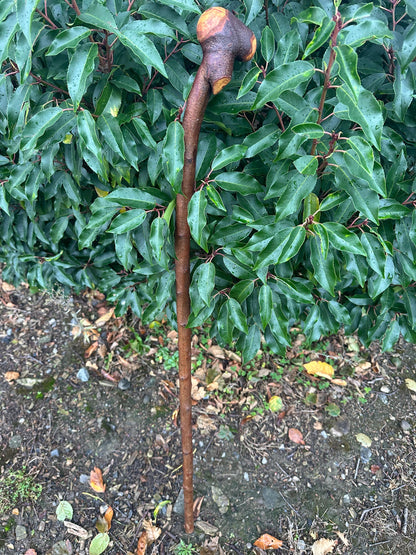Blackthorn Walking Stick with Knob Handle – 103 cm / 40.6 inches