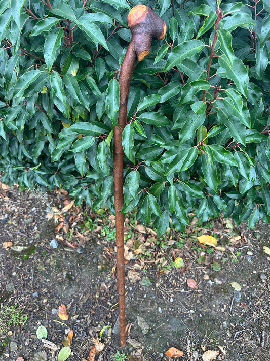Blackthorn Walking Stick with Knob Handle – 103 cm / 40.6 inches