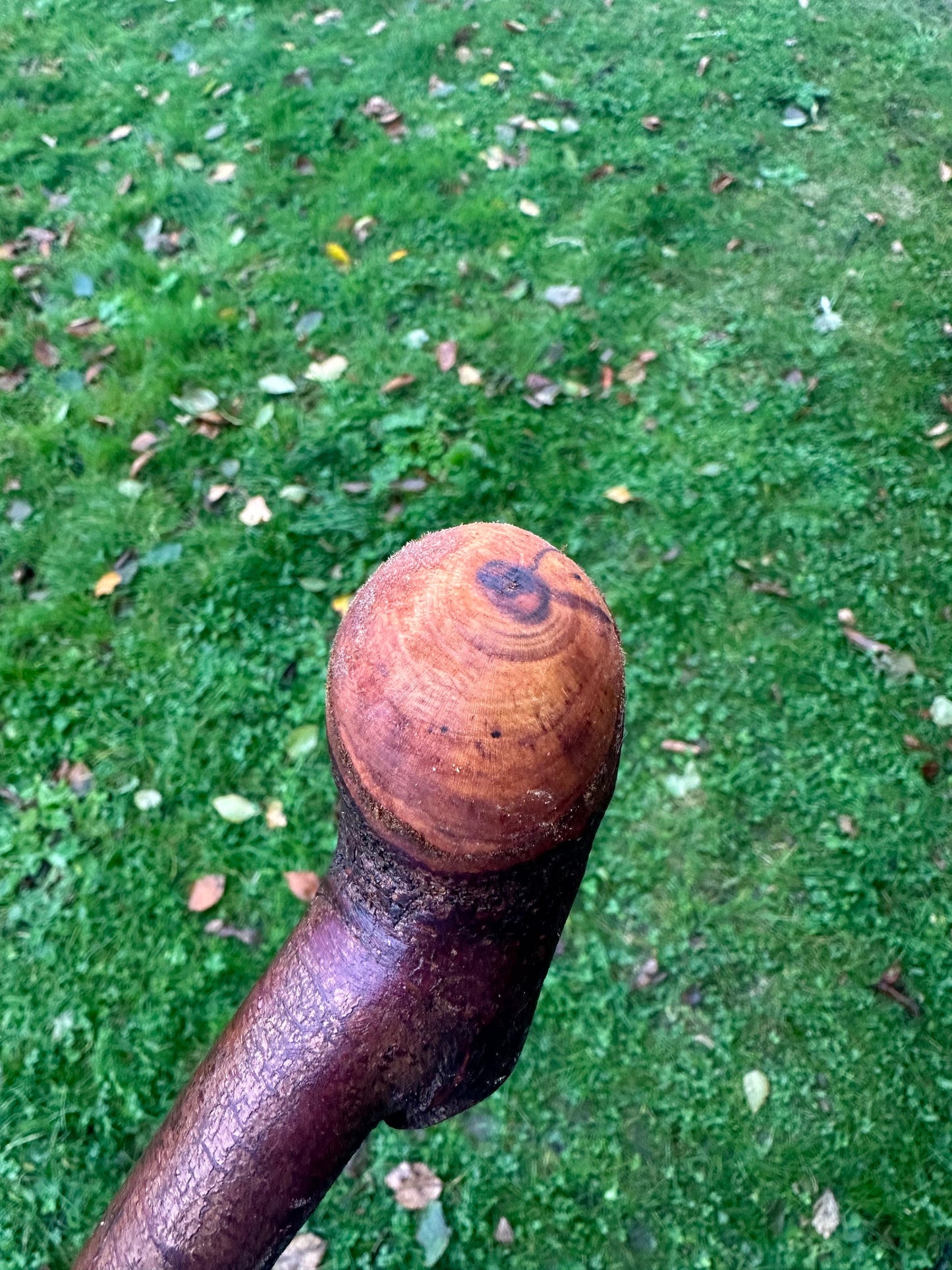 Blackthorn Walking Stick with Knob Handle – 103 cm / 40.6 inches