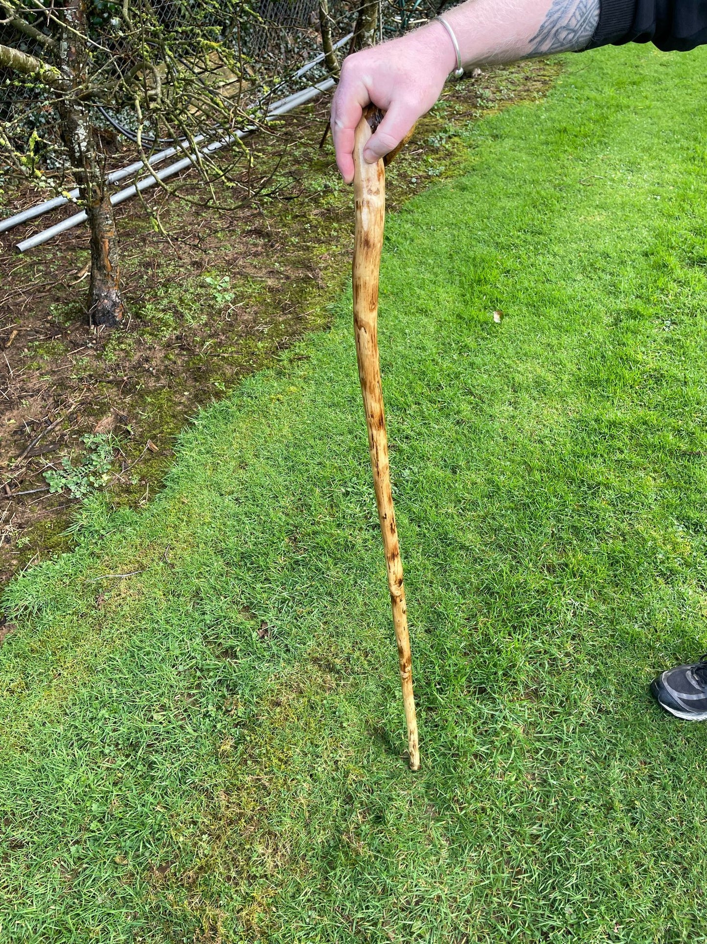 Holly Staff 49" | Irish Walking Sticks