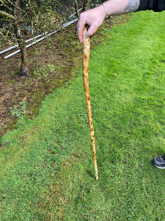One piece holly staff 49 inches (124 cm) tall