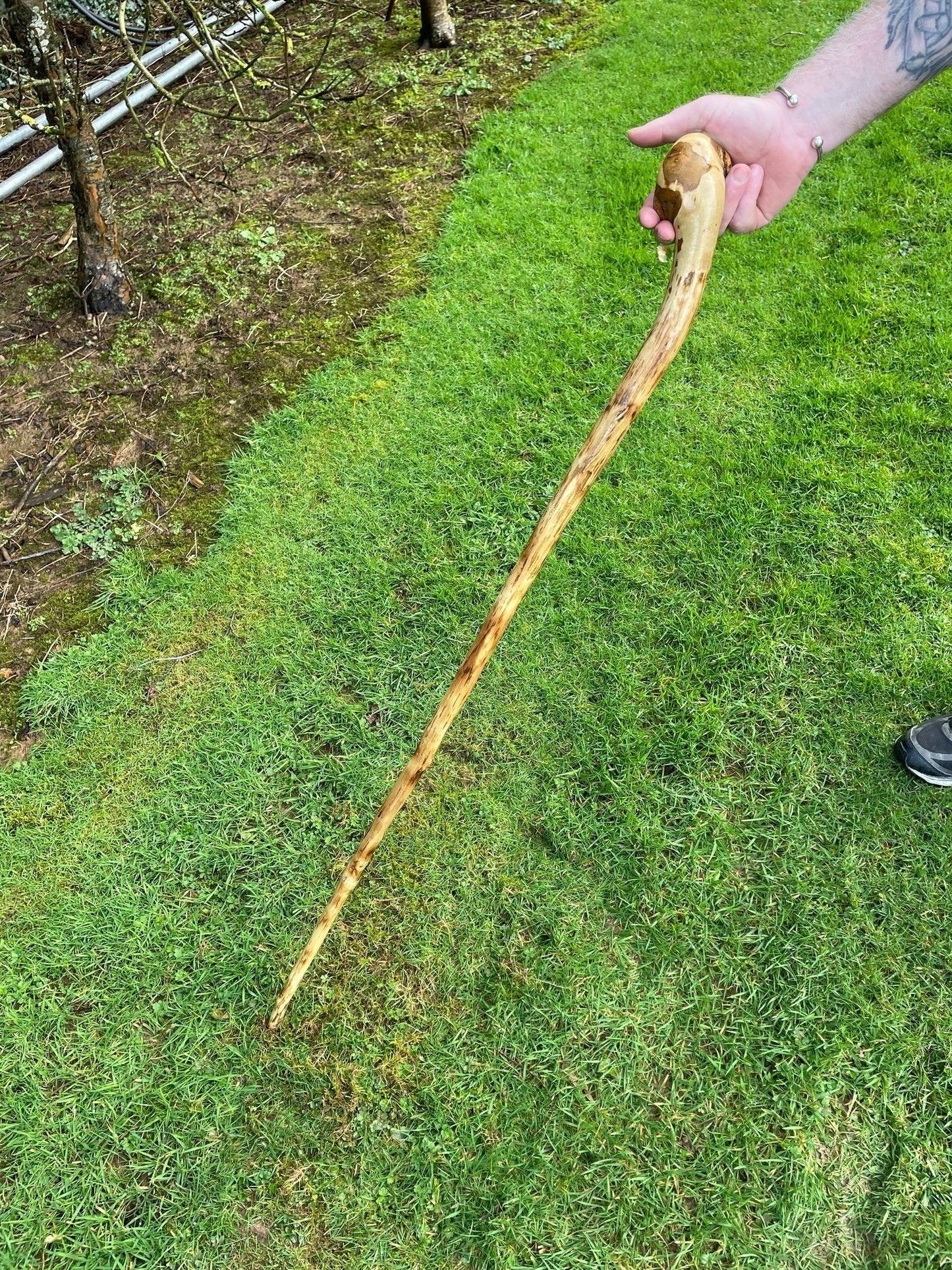 Holly Staff 49" | Irish Walking Sticks