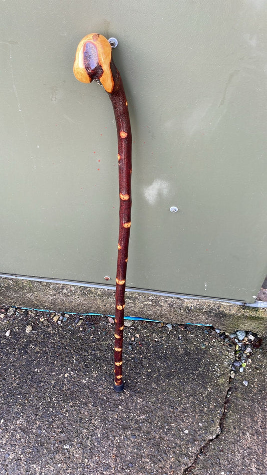 Nice blackthorn 40 inches (101 cm) tall