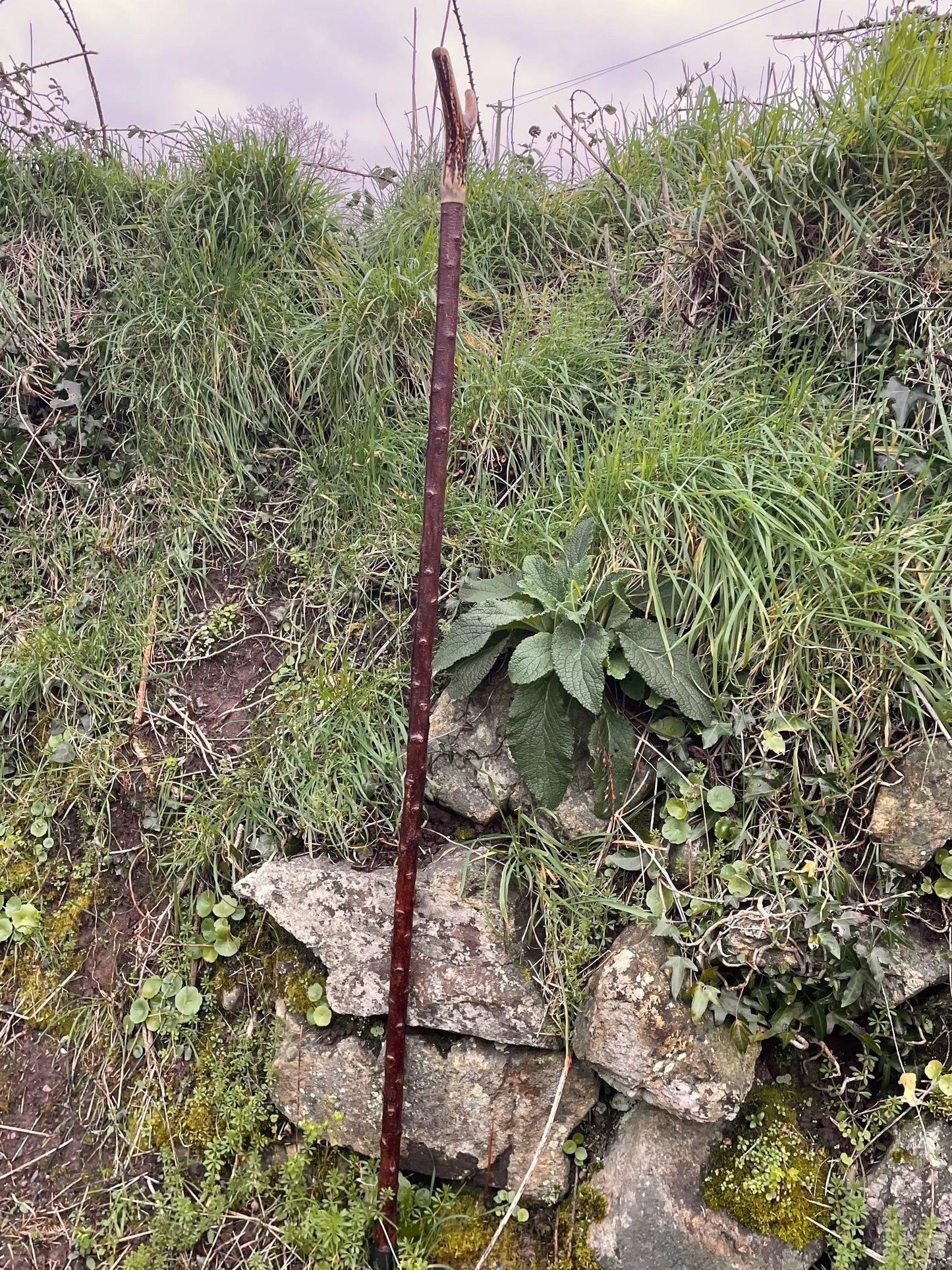 Blackthorn Tall staff Hiking stick