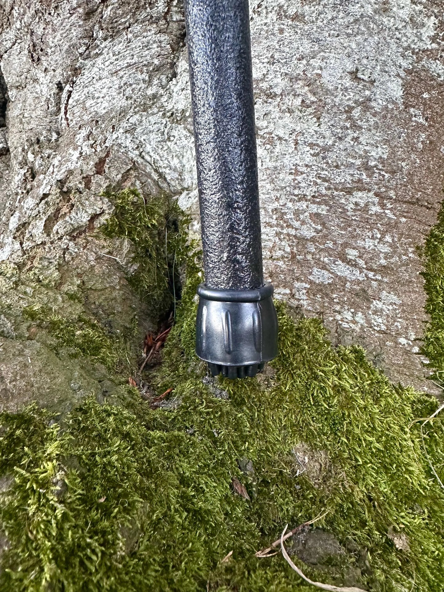 Irish walking stick in Blackthorn and Hazel