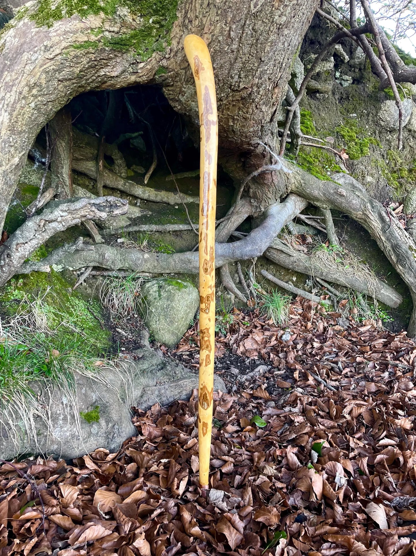 Beautiful Irish walking stick in Hazel with copper ending