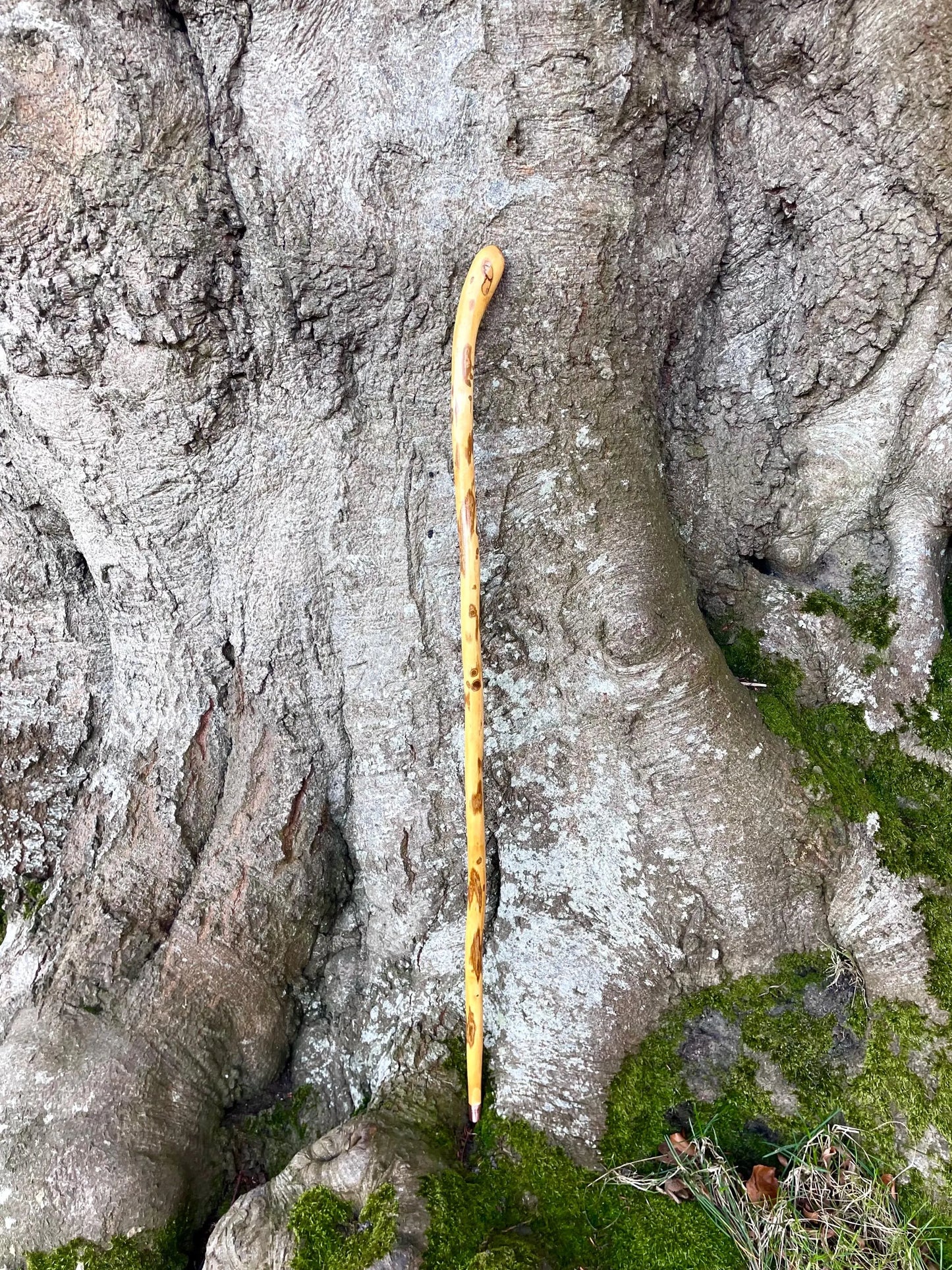 Beautiful Irish walking stick in Hazel with copper ending