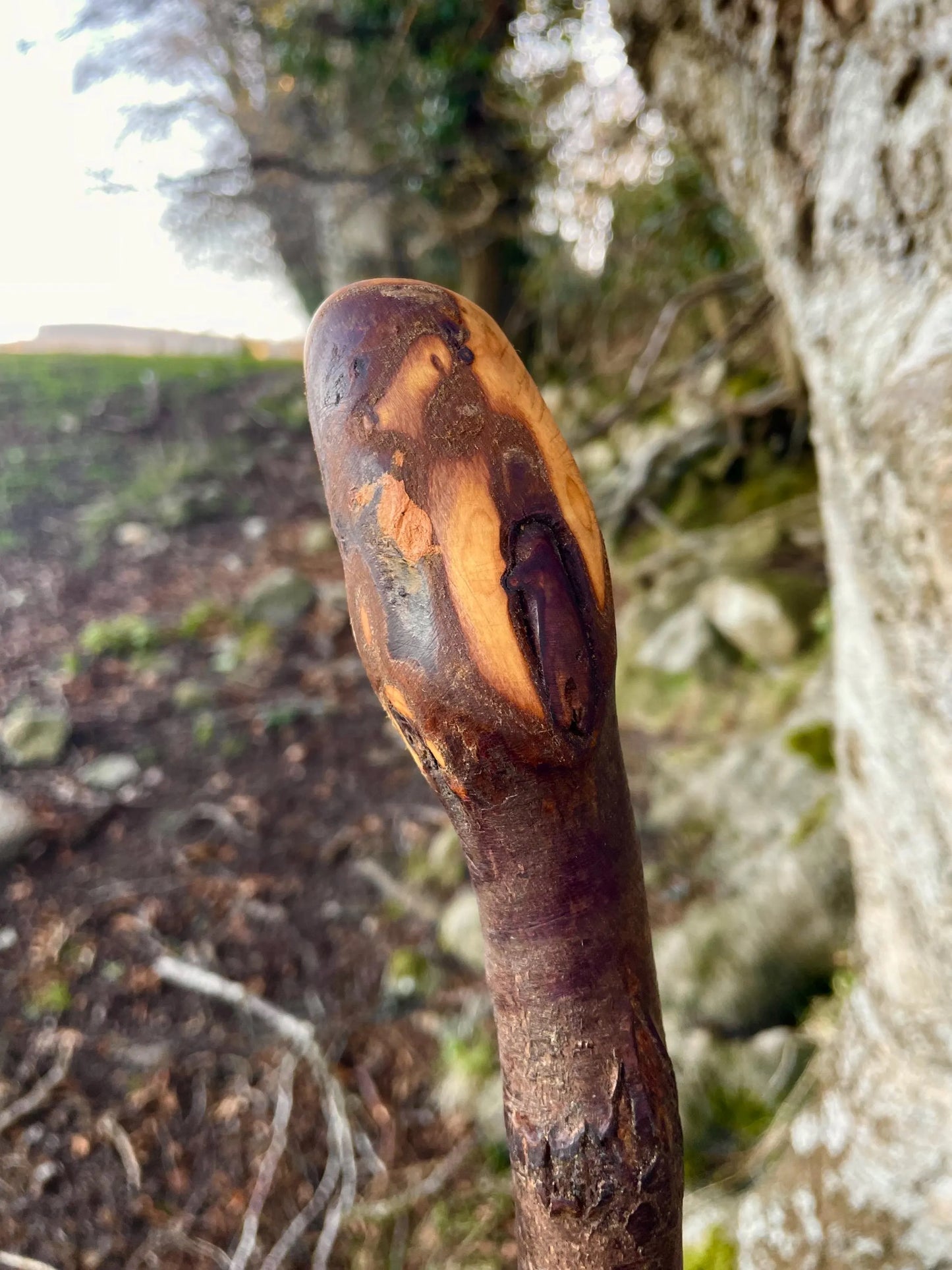 Blackthorn walking stick with Rugged Raspy handle, Made in Ireland