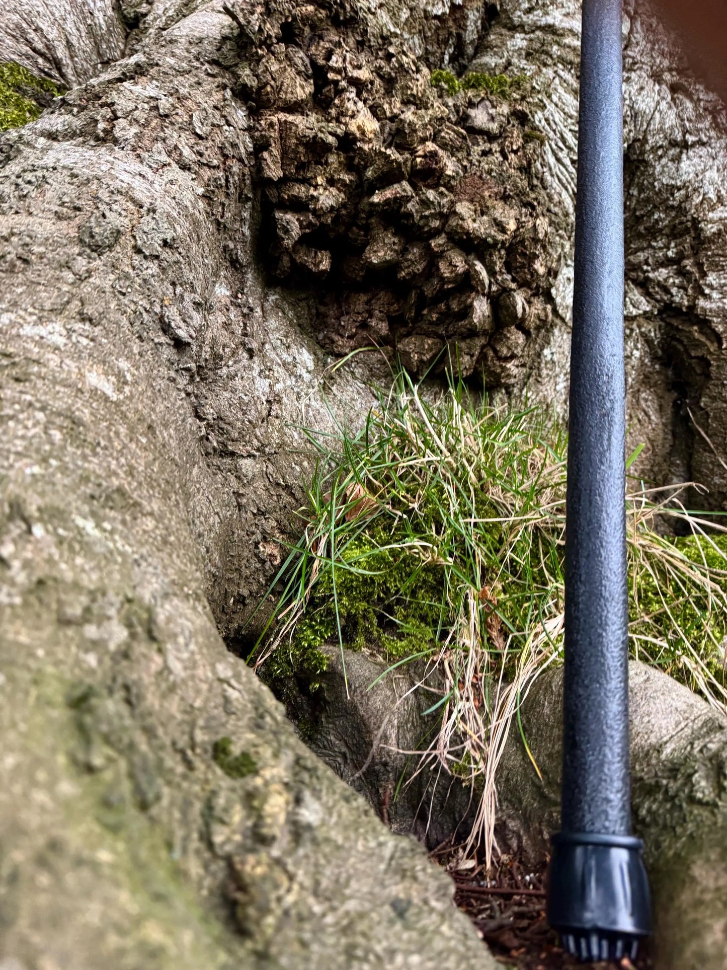 Irish walking stick in Blackthorn and Hazel