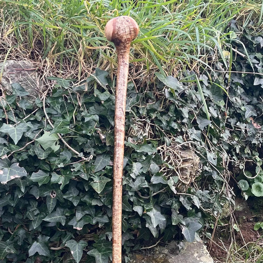 Hazel Irish walking stick with a knobhead