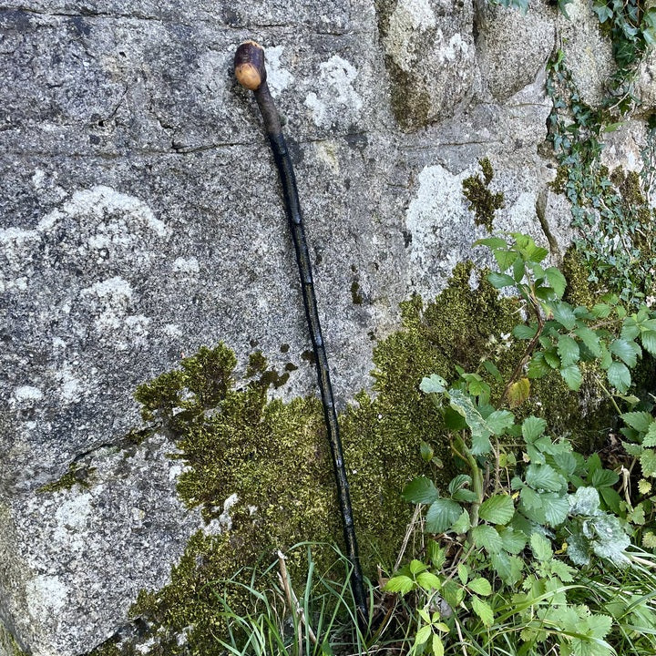 Blackthorn walking stick with knob and curve in front of a grey stone wall with green plants