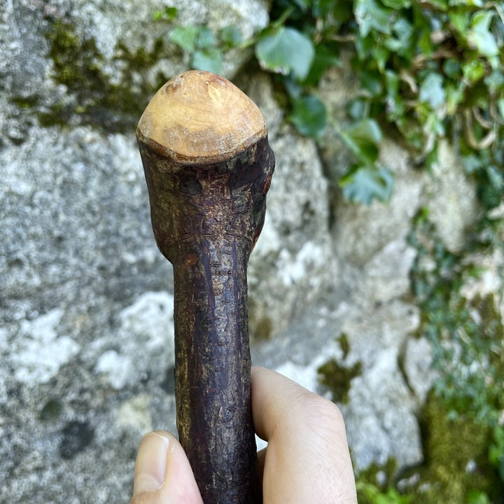 close-up of Blackthorn walking stick with knob and curve held in a hand in front of a grey stone wall with green plants