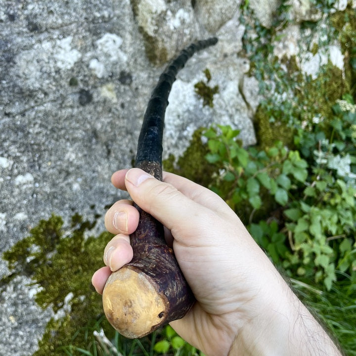 Blackthorn walking stick with knob and curve held in a hand in front of a grey stone wall with green plants