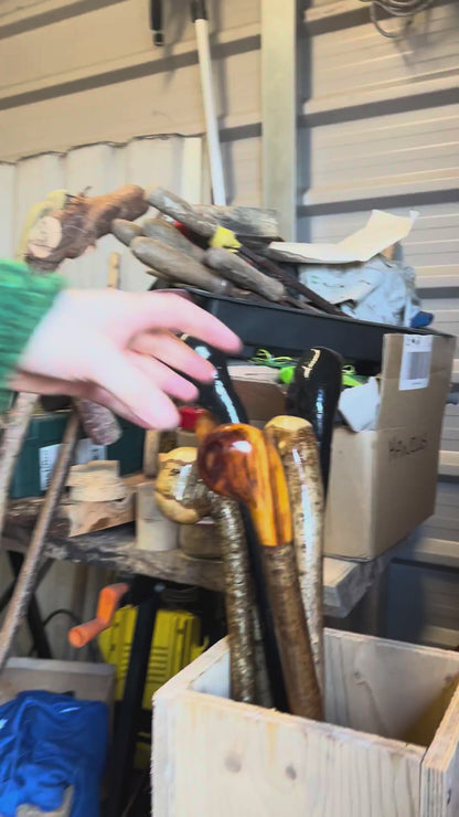 Hazel Shillelagh with Spalted Beech Head – 103 cm (40.5”)