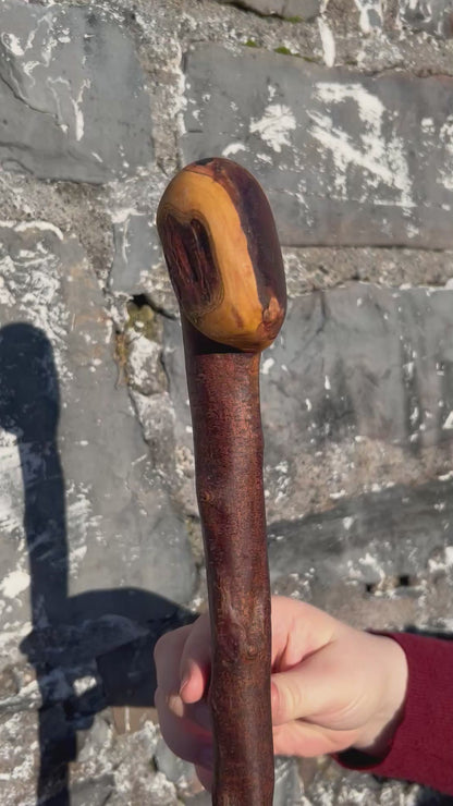 Blackthorn Shillelagh with Large Curved Handle – 100 cm (39”)