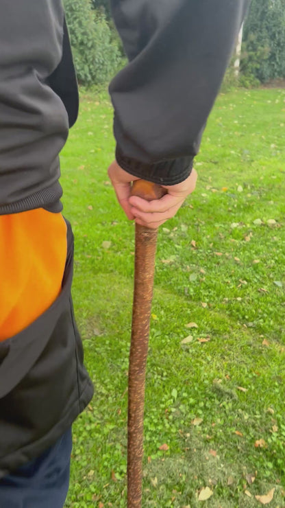 Mature Blackthorn Shillelagh Medium Knob Stick – 98 cm (38.6”)