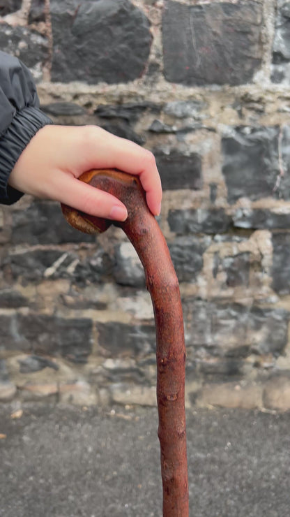 Blackthorn Walking Stick with Knob Head – 100 cm (39.4”)