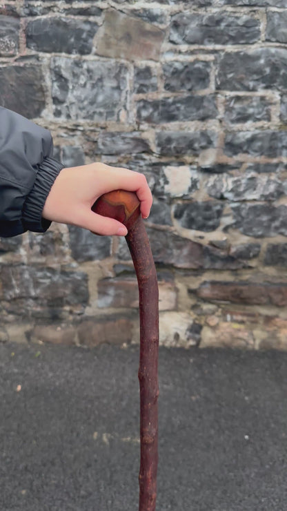 Rugged Blackthorn Walking Stick with Exposed Natural Knob Head – 93 cm (36.6”)