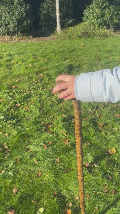Hazel Walking Stick with Round Handle -  98 cm / 38.6 inches