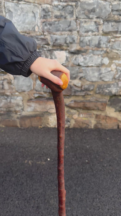 Blackthorn Walking Stick with Tidy Knob Head – 97 cm (38.1”)