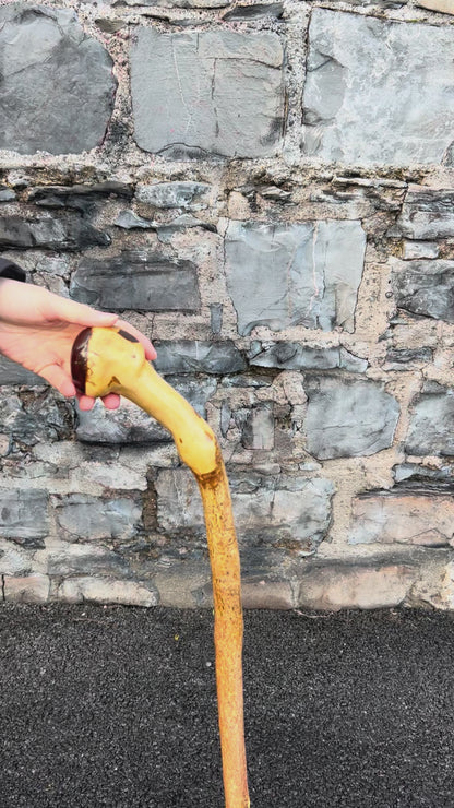 Luxury Hazel Walking Stick with Dark Varnished Head – 108 cm (42.5”)