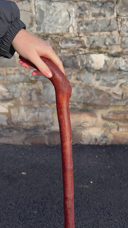 Blackthorn Walking Stick with Sloped L Handle – 97 cm (38.1”)