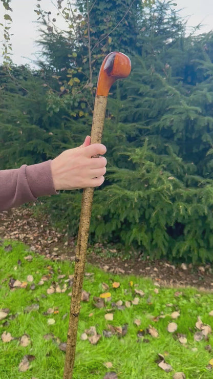 Hazel Walking Stick with Spalted Yew Head – 37.5”