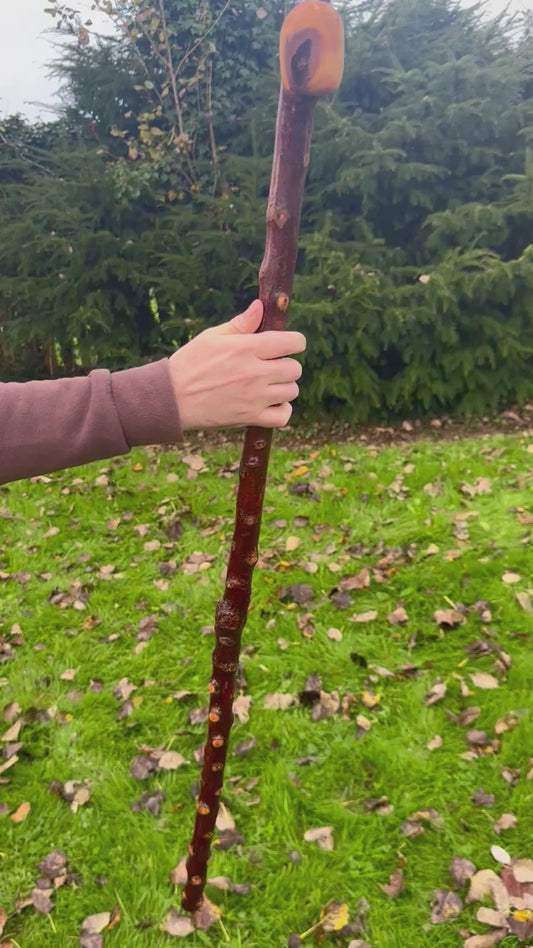 Irish Blackthorn Walking Stick with Knuckles – 40”