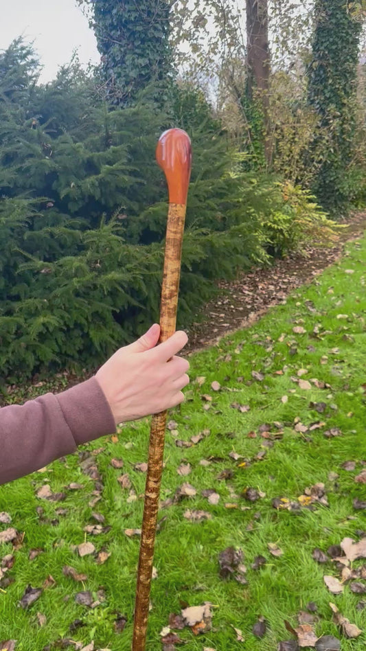 Hazel Walking Stick with Spalted Yew Head – 39.5”